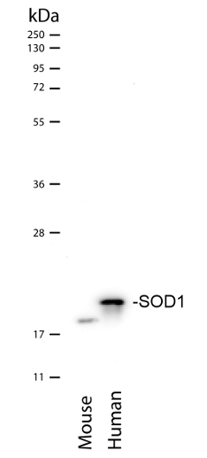 western blot using anti-SOD1 aa 58-72